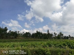 今天掏土豆喽?-1