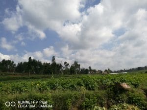 今天掏土豆喽?-2