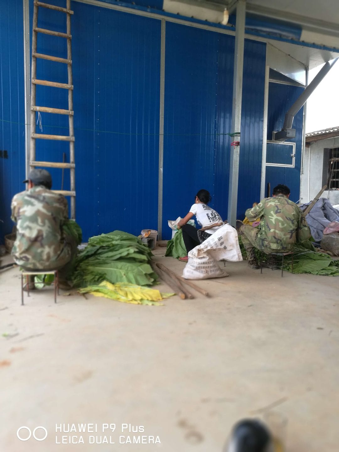 采集烤烟-1 采集烤烟-1