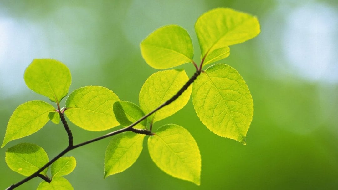 心在滴血，却-1