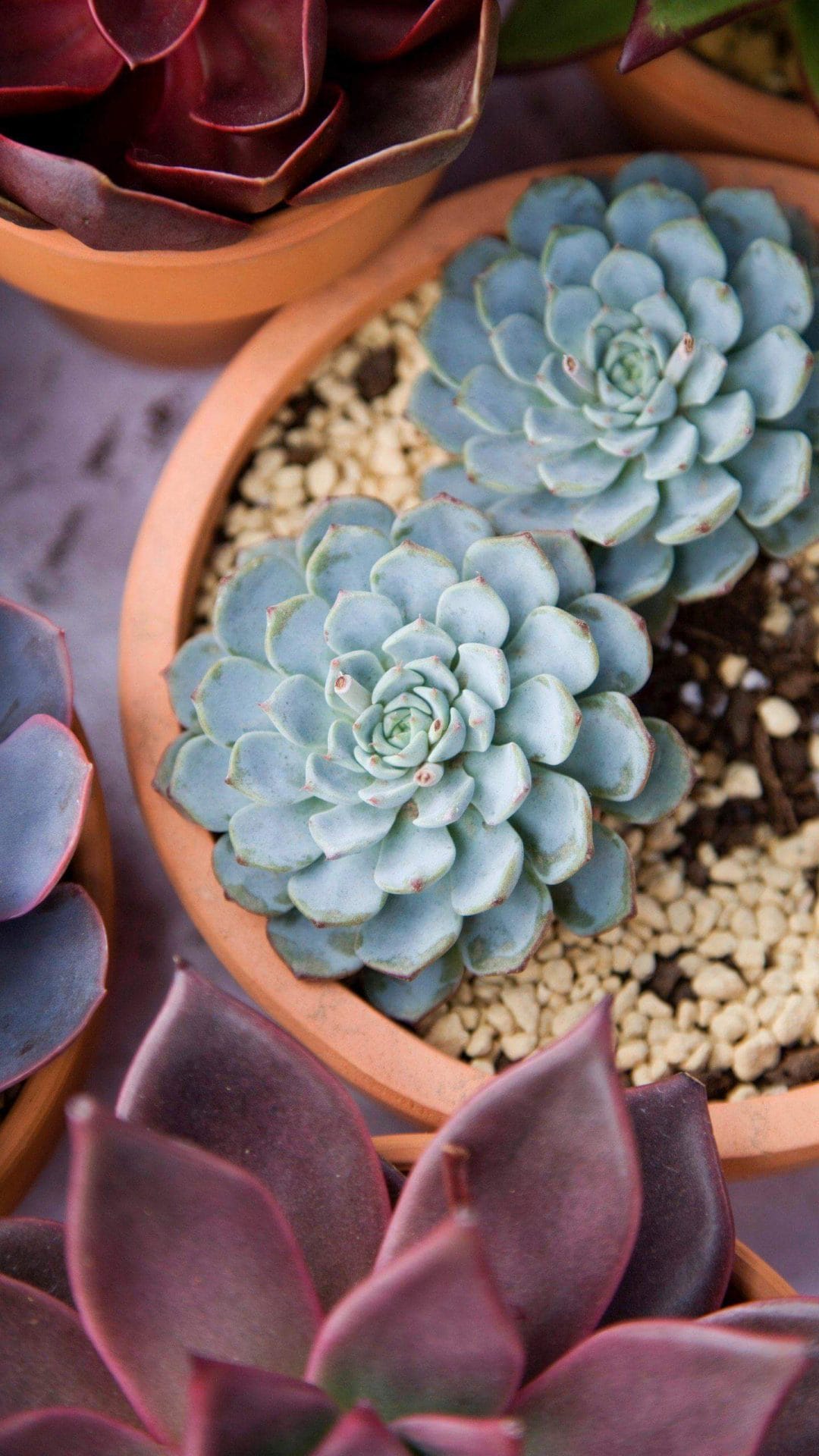 你打动了我的心 为何又要伤我的心-1