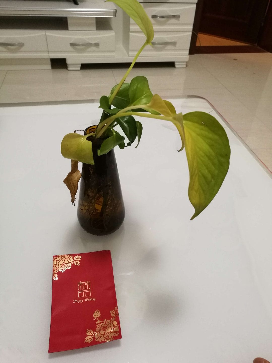 我已经尽心尽力在照顾你了,可你还是枯萎……-1 我已经尽心尽力在照顾你了,可你还是枯萎……-1