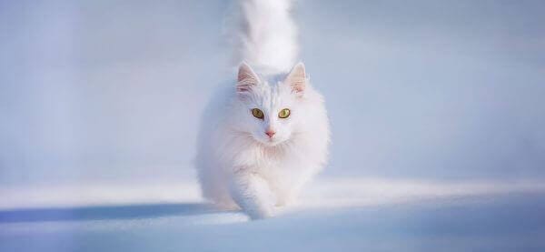 WordPress免费主题：Document，让阅读变得更加方便-4